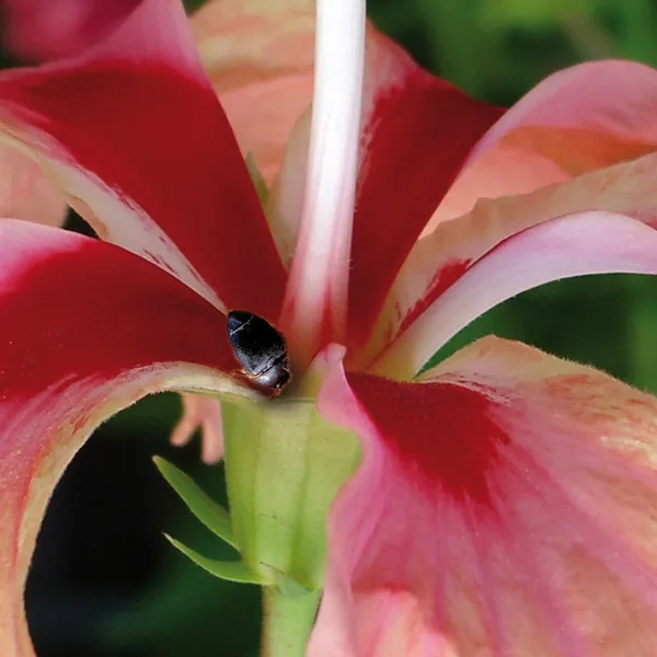 Control Hibiscus Flower Beetle Treatment control-hibiscus-flower-beetle-treatment